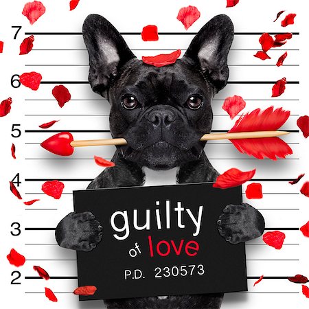 simsearch:400-08898663,k - valentines bulldog  dog with rose in mouth as a mugshot guilty for love Photographie de stock - Aubaine LD & Abonnement, Code: 400-08898649