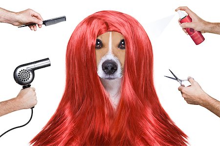 simsearch:400-07046129,k - hairdresser dog ready to look beautiful by comb, scissors, dryer, and spray at the wellness spa salon, isolated on white background Fotografie stock - Microstock e Abbonamento, Codice: 400-08898655