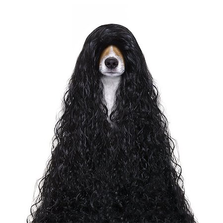 simsearch:400-07046129,k - hairdresser dog ready to look beautiful by comb, scissors, dryer, and spray at the wellness spa salon, isolated on white background with very long hair Fotografie stock - Microstock e Abbonamento, Codice: 400-08898650