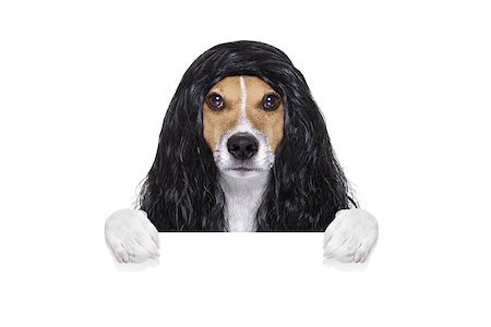 simsearch:400-07046129,k - hairdresser dog ready to look beautiful by comb, scissors, dryer, and spray at the wellness spa salon, isolated on white background behind a white banner or placard poster Fotografie stock - Microstock e Abbonamento, Codice: 400-08898652