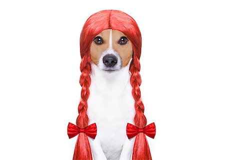 simsearch:400-07046129,k - hairdresser dog ready to look beautiful by comb, scissors, dryer, and spray at the wellness spa salon, isolated on white background Fotografie stock - Microstock e Abbonamento, Codice: 400-08898664