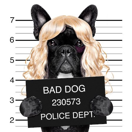 diva lady girl  dog posing for a lovely mugshot, as a criminal and thief with blonde wig Photographie de stock - Aubaine LD & Abonnement, Code: 400-08898663