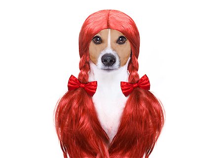 simsearch:400-07046129,k - hairdresser dog ready to look beautiful by comb, scissors, dryer, and spray at the wellness spa salon, isolated on white background Fotografie stock - Microstock e Abbonamento, Codice: 400-08898677