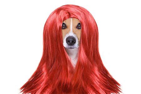 simsearch:400-07046129,k - hairdresser dog ready to look beautiful by comb, scissors, dryer, and spray at the wellness spa salon, isolated on white background Fotografie stock - Microstock e Abbonamento, Codice: 400-08898679