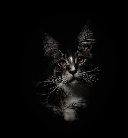 simsearch:400-07893872,k - Portrait of kitten Maine coon on black background Photographie de stock - Aubaine LD & Abonnement, Code: 400-08898683