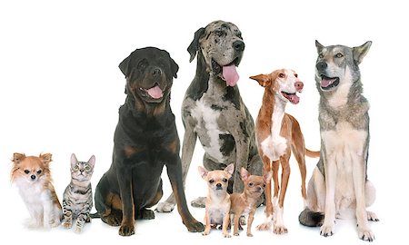 simsearch:400-07123545,k - group of pets in front of white background Stock Photo - Budget Royalty-Free & Subscription, Code: 400-08898769