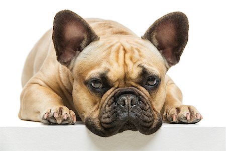 simsearch:400-08095456,k - Portrait of beautiful young French buldog girl dog lying. Isolated over white background. Studio shot. Copy space. Foto de stock - Super Valor sin royalties y Suscripción, Código: 400-08898792