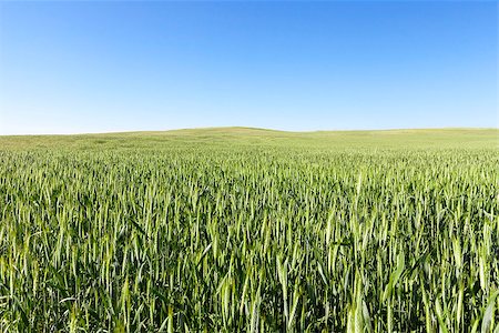 simsearch:400-07293838,k - Agricultural field on which grow immature young cereals, wheat. Blue sky with clouds in the background Photographie de stock - Aubaine LD & Abonnement, Code: 400-08898816