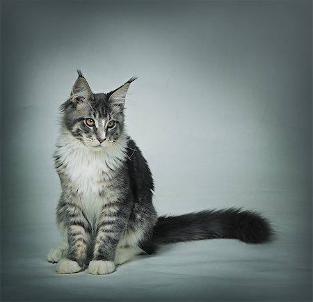 simsearch:400-07893872,k - Sad kitten Maine coon on dirty grey background Photographie de stock - Aubaine LD & Abonnement, Code: 400-08899042