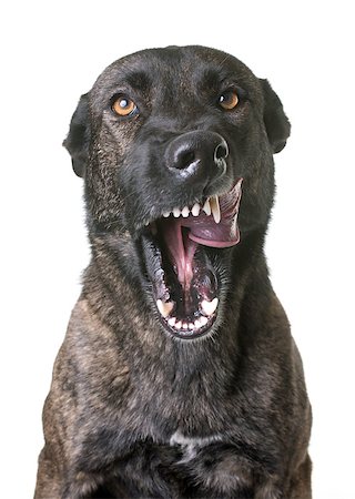 sheep dog - dutch shepherd  in front of white background Photographie de stock - Aubaine LD & Abonnement, Code: 400-08899077