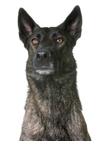 simsearch:400-06565923,k - dutch shepherd  in front of white background Photographie de stock - Aubaine LD & Abonnement, Code: 400-08899079