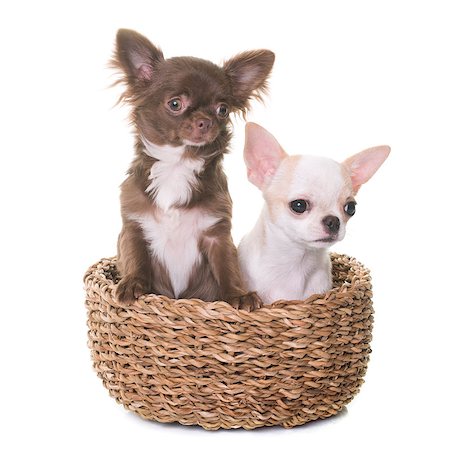 simsearch:400-09140902,k - puppies chihuahua in front of white background Photographie de stock - Aubaine LD & Abonnement, Code: 400-08899070