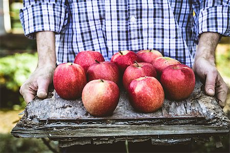 simsearch:400-08552542,k - Organic fruit. Farmers hands with freshly harvested fruit. Fresh organic apples. Stock Photo - Budget Royalty-Free & Subscription, Code: 400-08899105