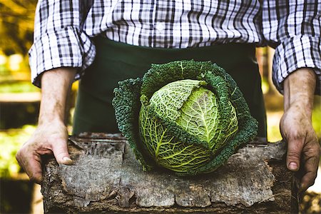 simsearch:400-08552542,k - Organic vegetables. Farmers hands with freshly harvested vegetables. Fresh organic kale Stock Photo - Budget Royalty-Free & Subscription, Code: 400-08899110