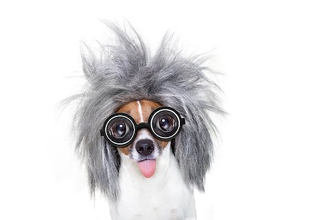 school kids graduate - smart and intelligent jack russell dog with nerd glasses  wearing a grey hair stikcing out the tongue , isolated on white background Stock Photo - Budget Royalty-Free & Subscription, Code: 400-08899224
