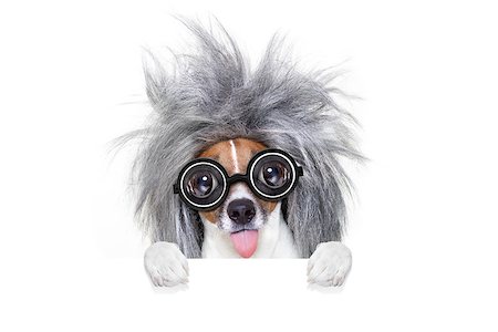 simsearch:400-08413217,k - smart and intelligent jack russell dog with nerd glasses  wearing a grey hair  behind banner or placard, isolated on white background Stock Photo - Budget Royalty-Free & Subscription, Code: 400-08899225