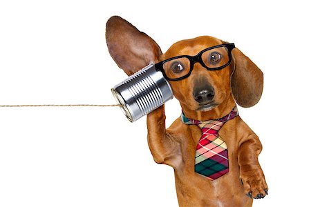 simsearch:400-06700777,k - boss or business dachshund or  sausage dog listening with one ear very carefully on the tin phone or telephone, isolated on white background Foto de stock - Super Valor sin royalties y Suscripción, Código: 400-08899264