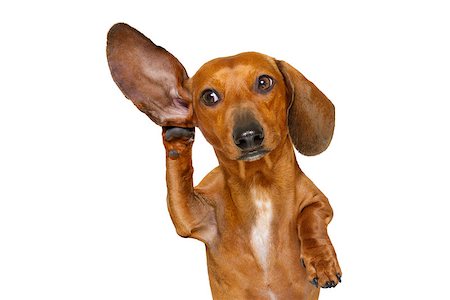 simsearch:400-07984991,k - boss or business dachshund or  sausage dog listening with one ear very carefully , isolated on white background Photographie de stock - Aubaine LD & Abonnement, Code: 400-08899265