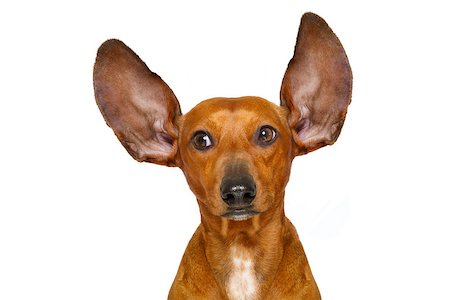 simsearch:400-07984991,k - dachshund or  sausage dog listening with both  ears very carefully , isolated on white background Photographie de stock - Aubaine LD & Abonnement, Code: 400-08899261