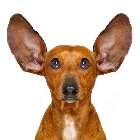 simsearch:400-06700777,k - dachshund or  sausage dog listening with both  ears very carefully , isolated on white background Foto de stock - Super Valor sin royalties y Suscripción, Código: 400-08899262