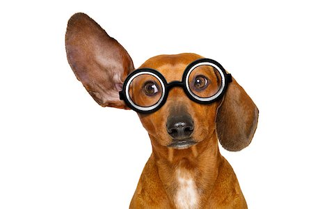 simsearch:400-07984991,k - dachshund or  sausage dog listening with one ear very carefully , isolated on white background, with nerd glasses Photographie de stock - Aubaine LD & Abonnement, Code: 400-08899263