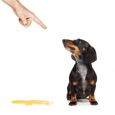 educazione all'uso del vaso - dachshund  sausage dog being punished for urinate or pee  at home by his owner, isolated on white background Fotografie stock - Microstock e Abbonamento, Codice: 400-08899458