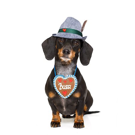 simsearch:400-08163219,k - bavarian dachshund or sausage  dog with  gingerbread , isolated on white background , ready for the beer celebration festival in munich, Photographie de stock - Aubaine LD & Abonnement, Code: 400-08899451