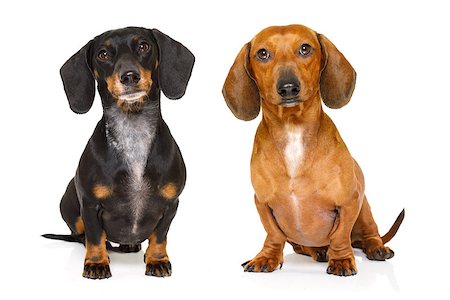 simsearch:400-09140902,k - sitting and obedient couple of two dachshund or sausage dogs looking to owner , isolated on white background Photographie de stock - Aubaine LD & Abonnement, Code: 400-08899463