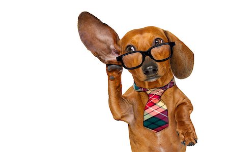 boss or business dachshund or  sausage dog listening with one ear very carefully , isolated on white background Foto de stock - Super Valor sin royalties y Suscripción, Código: 400-08899475