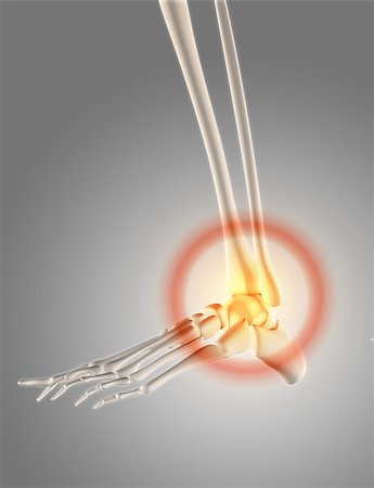 simsearch:400-08647675,k - 3D render of a skeleton with ankle highlighted to show pain Stockbilder - Microstock & Abonnement, Bildnummer: 400-08899547