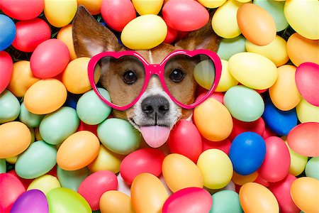 simsearch:400-08155906,k - funny jack russell easter bunny  dog with eggs around on grass as background, sticking out tongue with sunglasses Stock Photo - Budget Royalty-Free & Subscription, Code: 400-08899649