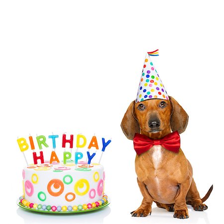 dachshund or sausage  dog  hungry for a happy birthday cake with candles ,wearing  red tie and party hat  , isolated on white background Stock Photo - Budget Royalty-Free & Subscription, Code: 400-08899641