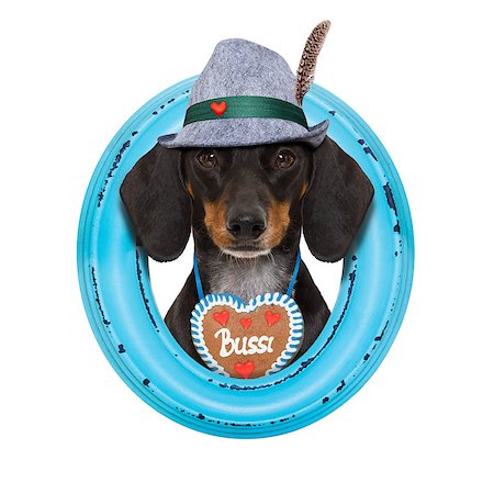 simsearch:659-01860653,k - bavarian dachshund or sausage  dog with  gingerbread and beer mug, isolated on white background , ready for the beer celebration festival in munich, Foto de stock - Super Valor sin royalties y Suscripción, Código: 400-08899650