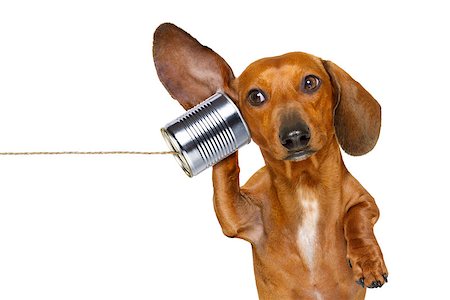 simsearch:400-07984991,k - boss or business dachshund or  sausage dog listening with one ear very carefully on the tin phone or telephone, isolated on white background Photographie de stock - Aubaine LD & Abonnement, Code: 400-08899651