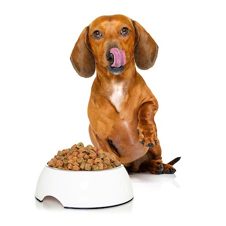 simsearch:400-07208442,k - hungry dachshund sausage dog  licking with tongue with healthy food bowl  isolated on white background Stockbilder - Microstock & Abonnement, Bildnummer: 400-08899666