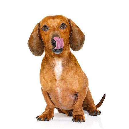 simsearch:400-07208442,k - hungry dachshund sausage dog  licking with tongue isolated on white background Stockbilder - Microstock & Abonnement, Bildnummer: 400-08899669