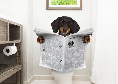 dachshund or sausage dog, sitting on a toilet seat with digestion problems or constipation reading the gossip magazine or newspaper Photographie de stock - Aubaine LD & Abonnement, Code: 400-08899672
