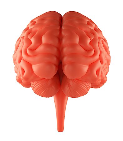 sulcus - Anger Red Brain. Isolated on white. 3D Illustration Stock Photo - Budget Royalty-Free & Subscription, Code: 400-08899713