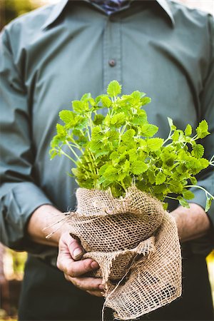 simsearch:400-08552542,k - Organic vegetables. Farmers hands with herbs. Fresh organic  herbs. Stock Photo - Budget Royalty-Free & Subscription, Code: 400-08899725