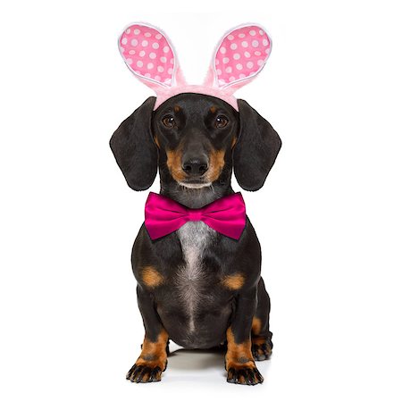 simsearch:400-08899981,k - dachshund sausage  dog  with bunny easter ears and a pink tie, isolated on white background Foto de stock - Super Valor sin royalties y Suscripción, Código: 400-08899774