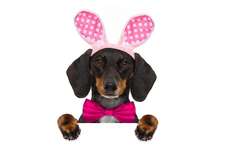 simsearch:400-08899981,k - dachshund sausage  dog  with bunny easter ears and a pink tie, holding a blank banner,placard or blackboard, isolated on white background Foto de stock - Super Valor sin royalties y Suscripción, Código: 400-08899770