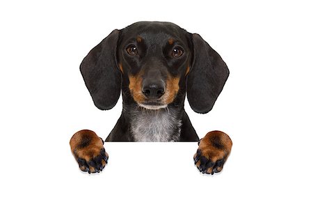 dachshund sausage  dog behind  a blank banner,placard or blackboard, isolated on white background Stock Photo - Budget Royalty-Free & Subscription, Code: 400-08899771