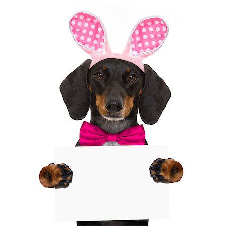 simsearch:400-08899981,k - dachshund sausage  dog  with bunny easter ears and a pink tie, holding a blank banner,placard or blackboard, isolated on white background Foto de stock - Super Valor sin royalties y Suscripción, Código: 400-08899772