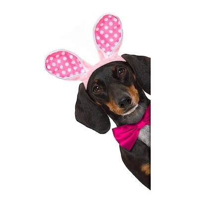 simsearch:400-08899981,k - dachshund sausage  dog  with bunny easter ears and a pink tie, behind  a blank banner,placard or blackboard, isolated on white background Foto de stock - Super Valor sin royalties y Suscripción, Código: 400-08899773