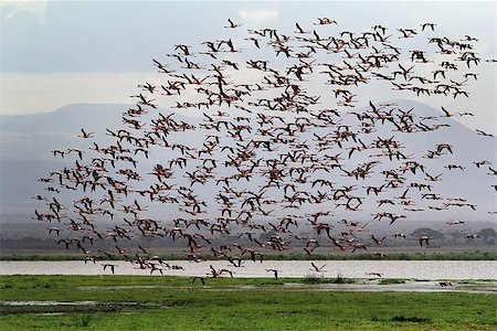 A large flock of flamingos in the Amboseli National Park. Kenya Foto de stock - Super Valor sin royalties y Suscripción, Código: 400-08899797