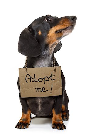 family and dog help - lost  and homeless  dachshund sausage dog with cardboard hanging around neck, isolated on white background, with text saying : adopt me Stock Photo - Budget Royalty-Free & Subscription, Code: 400-08899869