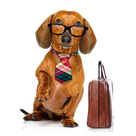 simsearch:400-08413217,k - office worker businessman dachshund sausage  dog  as  boss and chef , with suitcase or bag  as a secretary,  with  tie , isolated on white background Stock Photo - Budget Royalty-Free & Subscription, Code: 400-08899871