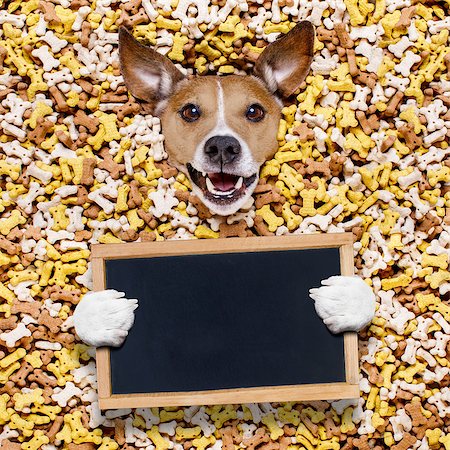 simsearch:400-06927182,k - hungry jack russell dog inside a big mound or cluster of food , isolated on mountain of cookie bone  treats as background,with  a blank empty banner or placard blackboard Stockbilder - Microstock & Abonnement, Bildnummer: 400-08899873