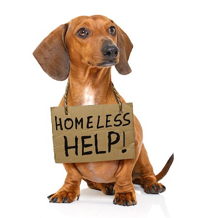 family and dog help - lost  and homeless  dachshund sausage dog with cardboard hanging around neck, isolated on white background Stock Photo - Budget Royalty-Free & Subscription, Code: 400-08899881