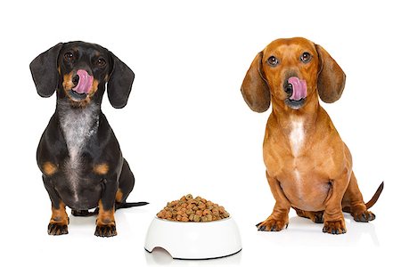 simsearch:400-07208442,k - hungry couple of dachshund sausage dogs  with  healthy   food bowl, isolated on white background Stockbilder - Microstock & Abonnement, Bildnummer: 400-08899882